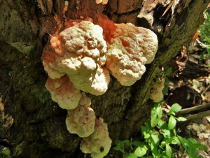 Трутовик серно-жёлтый Laetiporus sulphureus (14).jpg