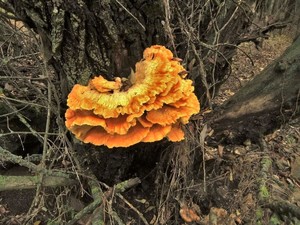 Трутовик серно-жёлтый Laetiporus sulphureus (20).JPG