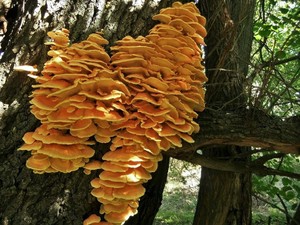 Трутовик серно-жёлтый Laetiporus sulphureus (22).JPG