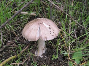 Вольвариелла красивая Volvariella speciosa (2).jpg