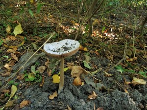 Вольвариелла красивая Volvariella speciosa (13).jpg