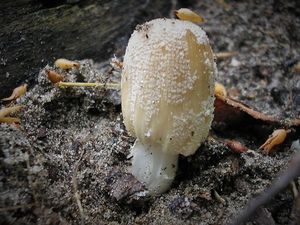 Навозник домашний Coprinus domesticus (1).jpg