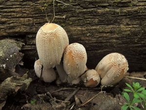 Навозник домашний Coprinus domesticus (28).JPG