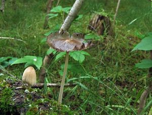 Навозник домашний Coprinus domesticus (19).jpg