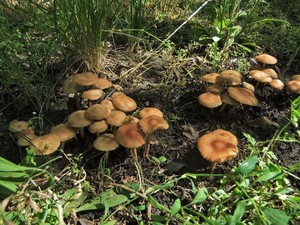 Опёнок луговой Marasmius oreades (23).JPG