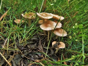 Опёнок луговой Marasmius oreades (22).JPG