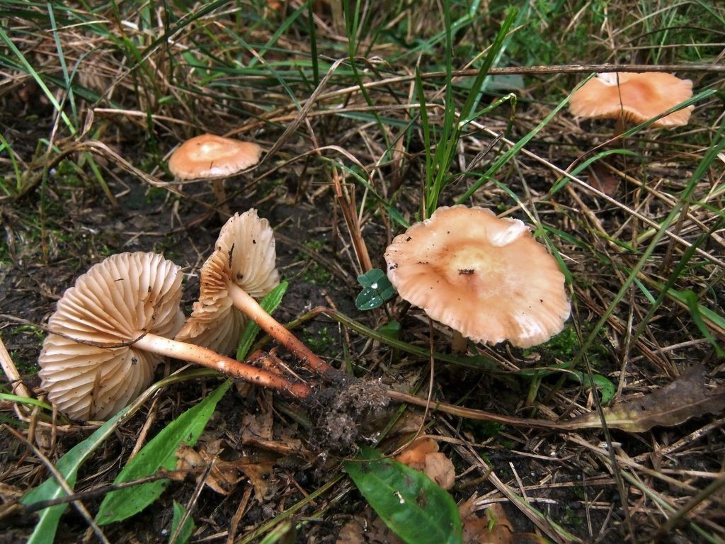 Портрет 20. Опята... на лугу (Marasmius oreades) - Грибные портреты - Грибы  средней полосы