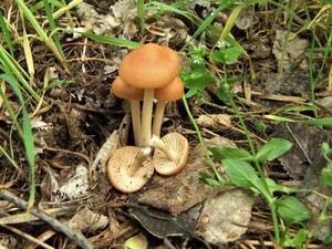 Опёнок луговой Marasmius oreades (15).jpg