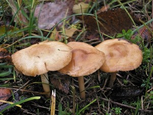 Опёнок луговой Marasmius oreades (10).JPG