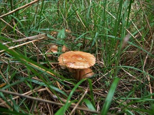 Опёнок луговой Marasmius oreades (17).jpg