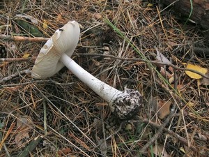 Бледная поганка Amanita phalloides (10).JPG