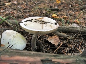 Бледная поганка Amanita phalloides (11).JPG