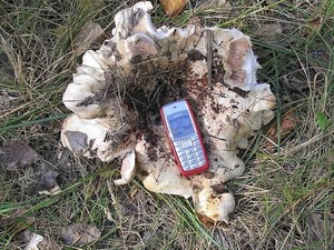 Груздь осиновый Lactarius controversus (2).jpg