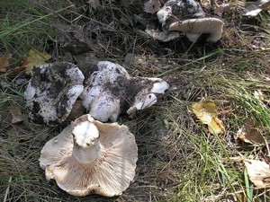 Груздь осиновый Lactarius controversus (5).jpg