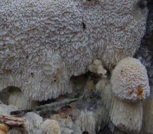 Oxyporus 10.JPG