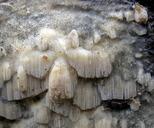 Oxyporus 7.JPG