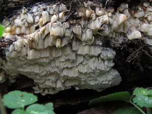 Oxyporus 11.JPG