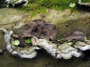 Аурикулярия извилистая Auricularia mesenterica (15).jpg