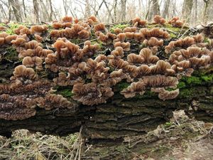 Аурикулярия извилистая Auricularia mesenterica (12).jpg