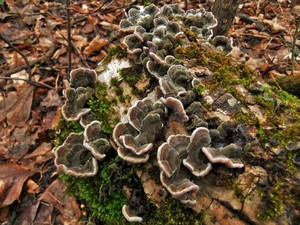 Аурикулярия извилистая Auricularia mesenterica (26).JPG