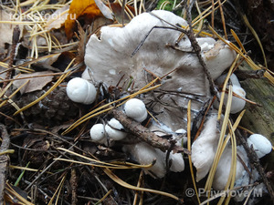 Volvariella surrecta_PMV_20161008-01.jpg