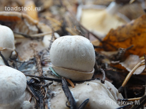 Volvariella surrecta_PMV_20161008-02.jpg