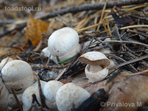 Volvariella surrecta_PMV_20161008-03.jpg