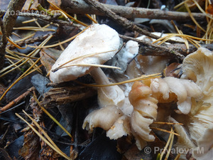 Volvariella surrecta_PMV_20161008-04.jpg