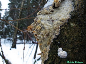 Oxyporus corticola 120.jpg