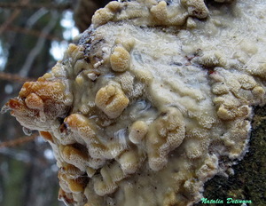 Oxyporus corticola 122.jpg