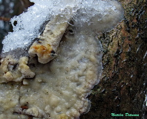 Oxyporus corticola 121.jpg