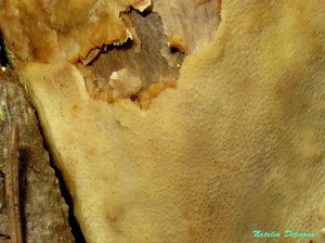 Oxyporus corticola 132.jpg