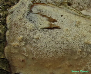 Oxyporus corticola 136.jpg