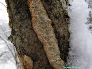 Oxyporus corticola 126.jpg