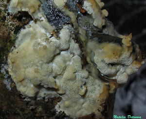 Oxyporus corticola 119.jpg