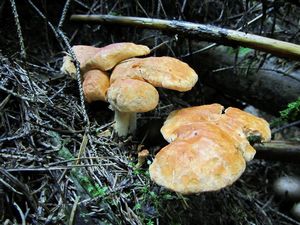 Hydnum_ rufescens_OVG_20130718-3.jpg