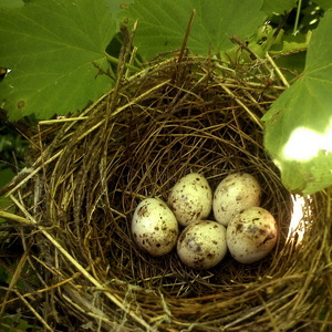 18. 4 июня - гнездо в смородине.JPG