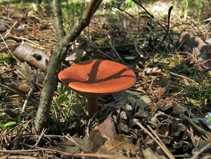 Горькушка Lactarius rufus (15).JPG