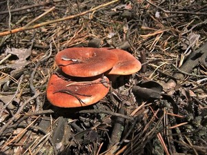 Горькушка Lactarius rufus (16).JPG