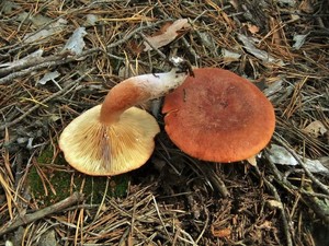 Горькушка Lactarius rufus (7).JPG