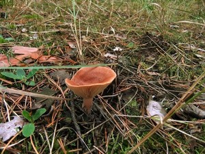 Горькушка Lactarius rufus (25).JPG