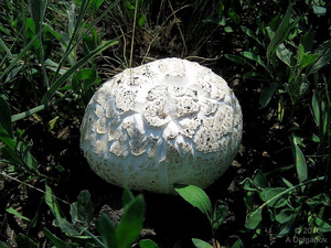 Agaricus_bernardii_AMD_20150620.jpg