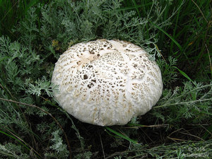 Agaricus_bernardii_AMD_20160727.jpg