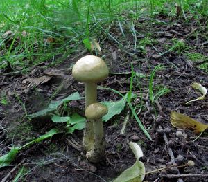 Agrocybe_dura_NND_20160724-1.JPG