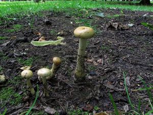 Agrocybe_dura_NND_20160724-3.JPG