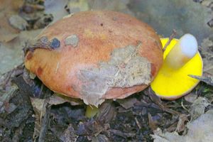 Aureoboletus_gentilis_KSM_20130928.jpg