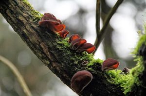 Auricularia_auricula-judae_OVG_20161208-1.jpg