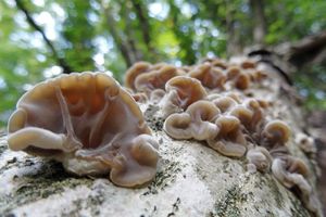 Auricularia_mesenterica_KSM_20160920.JPG