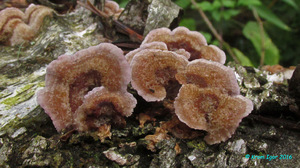 Chondrostereum_purpureum_KYI_20160816_04.jpg