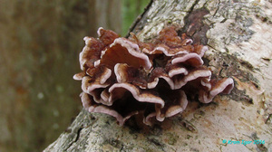 Chondrostereum_purpureum_KYI_20160816_06.jpg